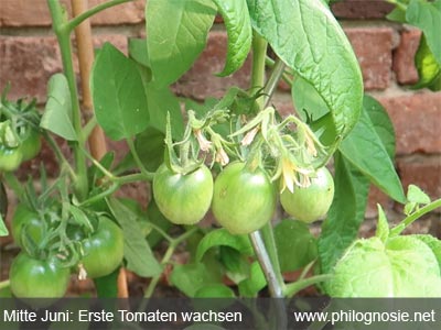 Tomatenanbau Mitte Juni
