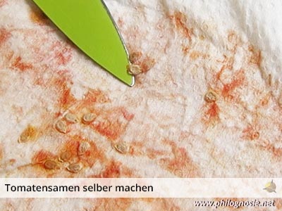 Tomatensamen gewinnen Samen richtig lagern