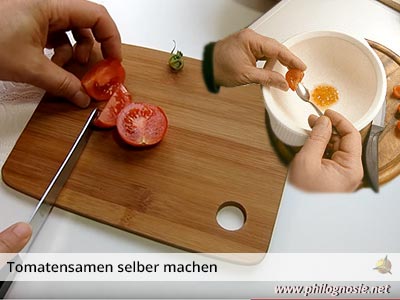Tomatensamen gewinnen Saatgut der Tomate selbst machen