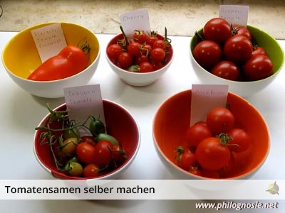 Tomatensamen selbst gewinnen Saatgut von Tomaten selber machen