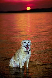 Hunde wissen, ob sie mit einem guten mädchen ausgehen