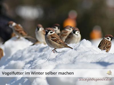 Vogelfutter mit Kindern selber machen