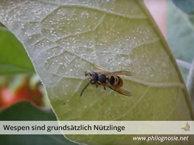 Wespenplage gegen Wespen vertreiben Nützlinge