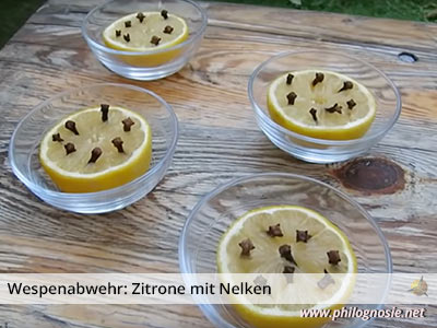 Wespenabwehr: Zitrone und Nelke helfen gegen Wespen