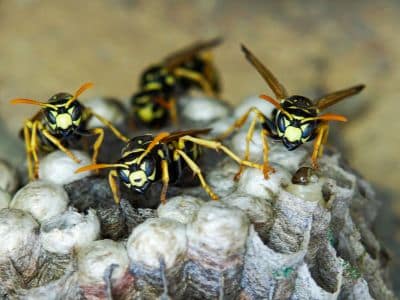 Wespenplage gegen Wespen vertreiben Tipps