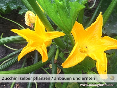 Zucchini Blüten ernten Rezept