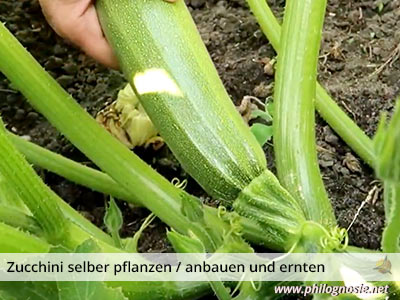 Zucchini selber pflanzen ernten lagern
