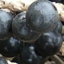 Gesund abnehmen mit Acai Beere