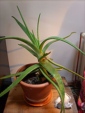 Aloe Vera selber anbauen ernten Hautgel selber machen