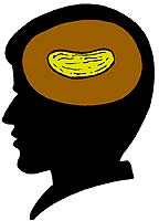 Amygdala