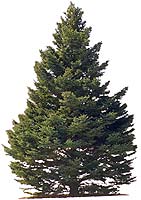 Baum Aura sehen