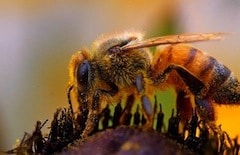 Bienenstiche Wespenstiche Insektenstiche