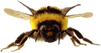 Bienenstich erkennen