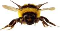 Bienenstich erkennen