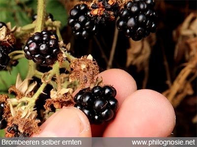 Brombeeren selber ernten