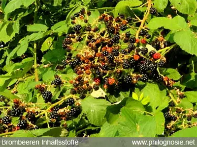 Brombeeren Inhaltsstoffe Wirkung