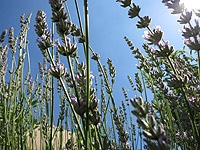 Duftkissen aus Lavendel selber machen herstellen