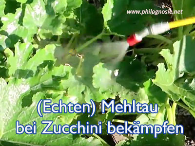Echten Mehltau bei Zucchini bekämpfen