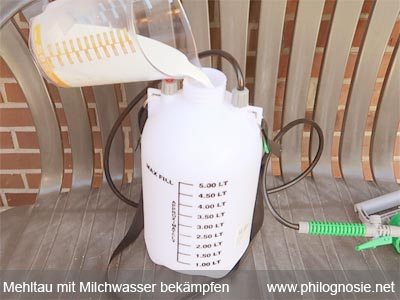 Milchwasser gegen echter Mehltau bekämpfen