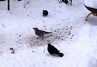 Vögel richtig im Winter füttern