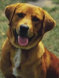 Fellpflege Hund