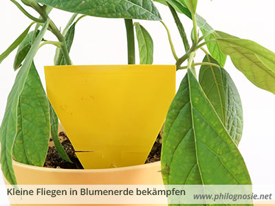 Gegen Fliegen in der Blumenerde