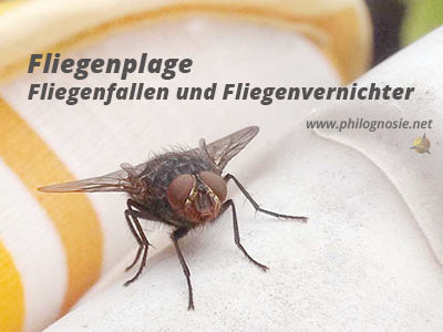 Fliegen vertreiben mit Fliegenfallen und Fliegenvernichtern