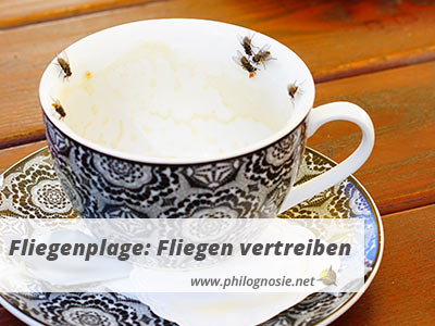 Fliegenplage - Fliegen vertreiben