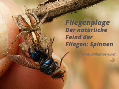 Fliegen bekämpfen natürliche Feinde Spinne