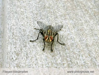 Fliegen Wohnung biologisch fernhalten