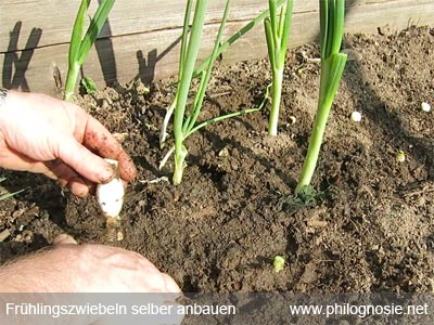 Frühlingszwiebeln im Garten anbauen