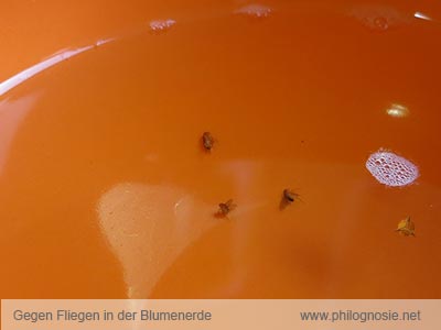 Fliegen der schwarze wohnung im kleine winter in Schmeißfliegen in