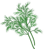 Fenchel gegen Blähungen Grummeln im Bauch