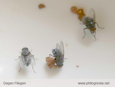 Fliegenplage Fliegen Aus Dem Haus Vertreiben Philognosie