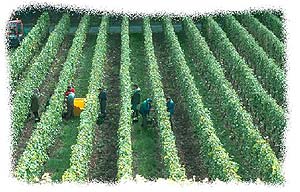 gentechnisch manipuliertes Feld