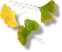 Ginkgo Anti Aging Schönheit Tipps
