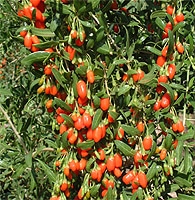 Goji Beeren im Garten selber pflanzen