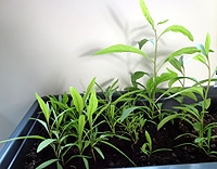 Goji Beeren im eigenen Garten pflanzen Tipps