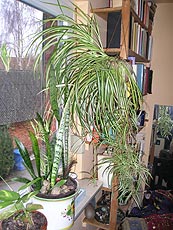 Bio Luftfilter Zimmerpflanzen