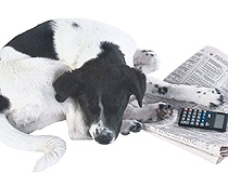 Haustiere Hund Mietrecht