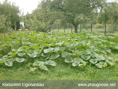 Hokkaido im Garten selber anbauen