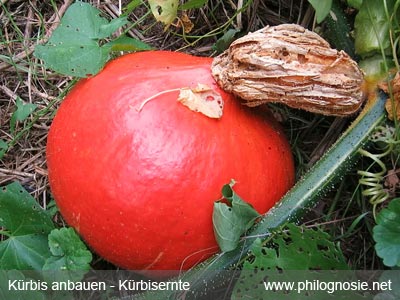 Hokkaido selber ernten Ernte