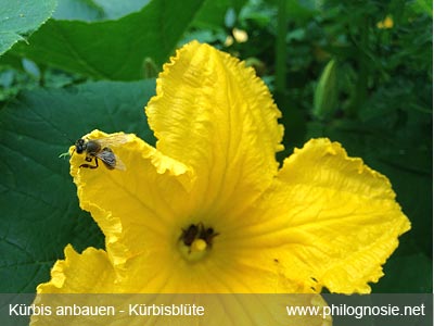 Hokkaido im Garten pflanzen anbauen