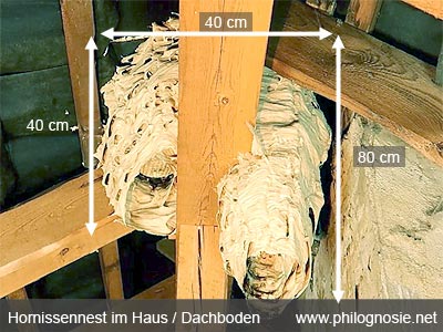 Großes Hornissennest im Haus / auf dem Dachboden