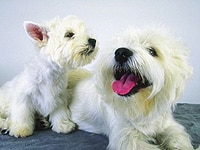 Haustiere Hunde Katzen kaufen