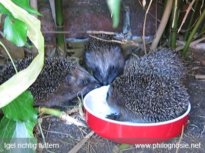 Igel füttern Igelhaus bauen