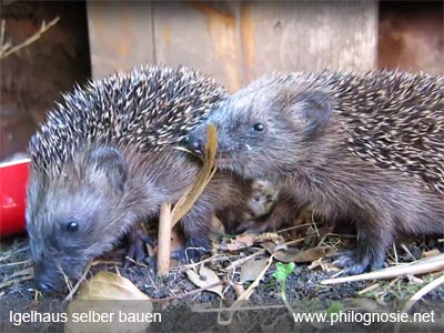 Igel Igelhaus selber bauen überwintern