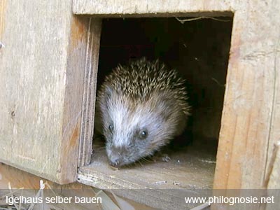 Igelhaus beim Überwintern helfen