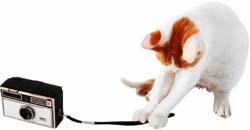 Katze spielt