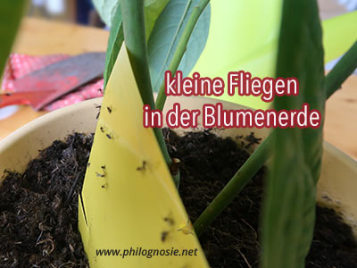 Fliegen / Trauermücken in der Blumenerde bekämpfen - Schädlinge Zimmerpflanzen